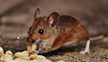 24 Hour & Emergency Exterminators in Little Orleans, MD